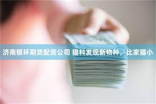 济南银环期货配资公司 猫科发现新物种，比家猫小
